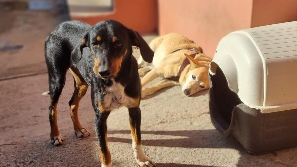 Il cagnolino Axel adesso sta bene