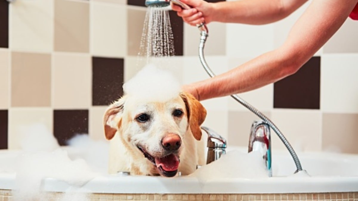 Felicità cane dopo il bagno