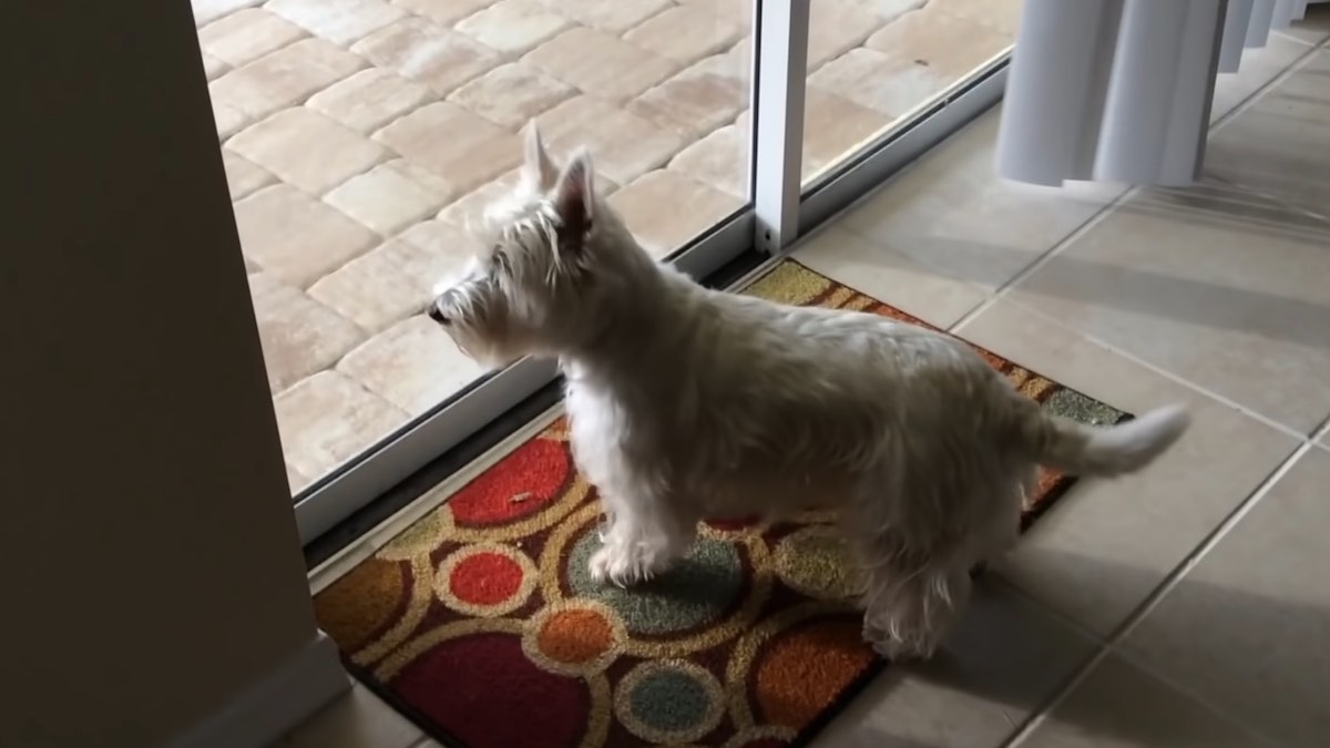 La cagnolina Christy felice nel nuovo cortile