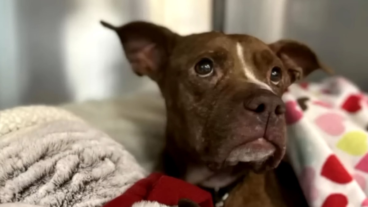 Il cagnolone Emmy dopo il salvataggio