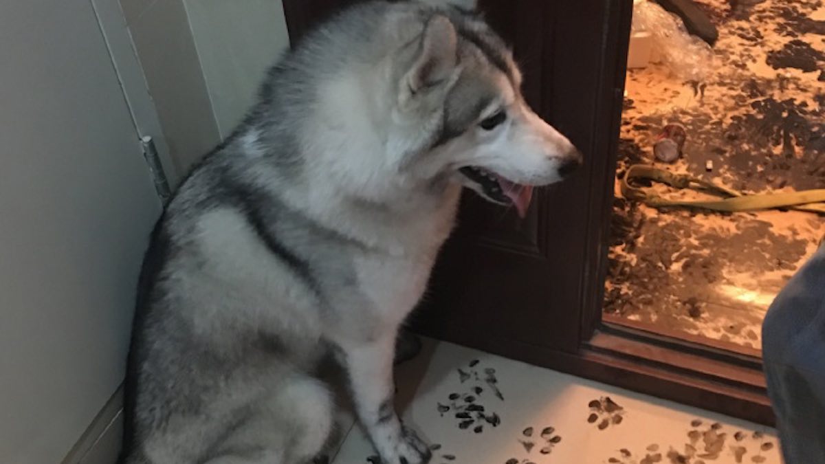 Un Husky dal carattere artistico