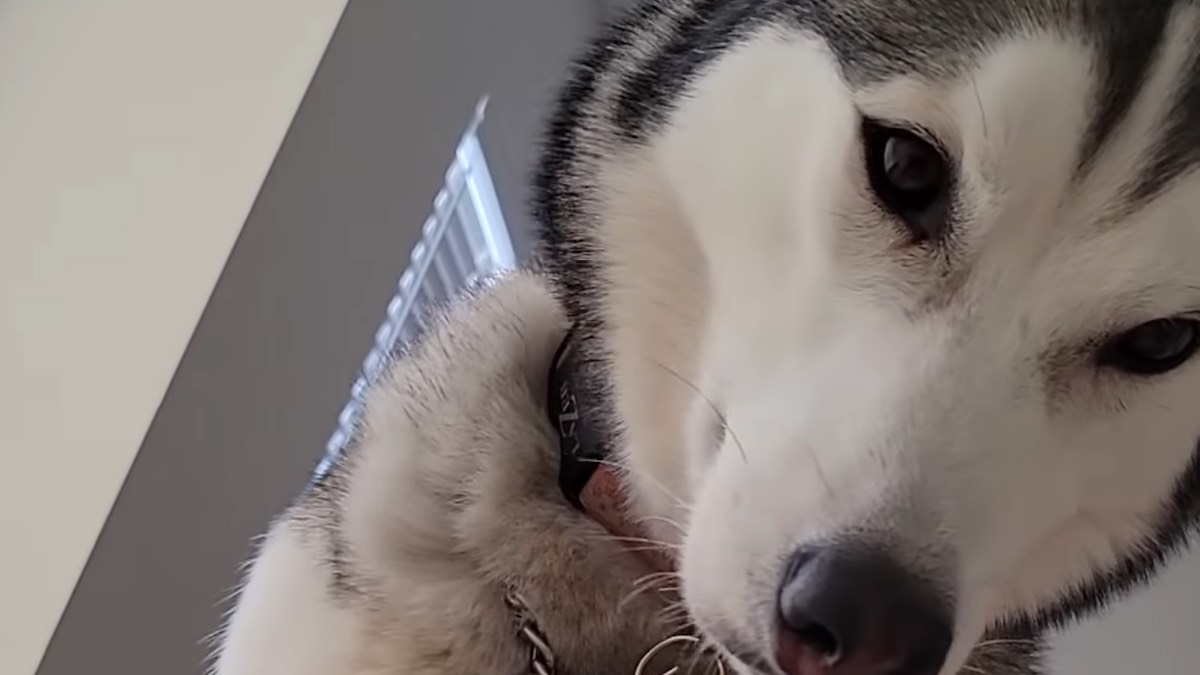 L'Husky inventa un metodo per svegliare le persone