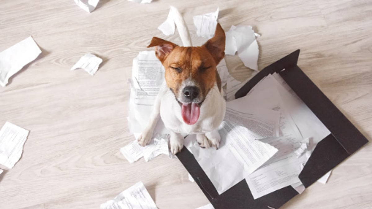 Il cane mangia il cartone?