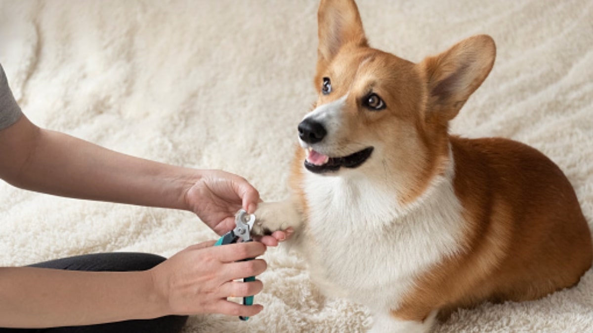 Perché il cane si mangia le unghie