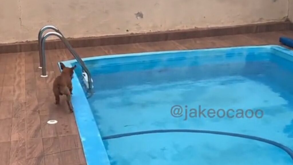 Il cagnolino in piscina