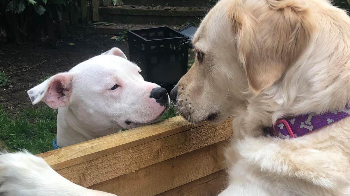 I due cuccioli Lola e Loki