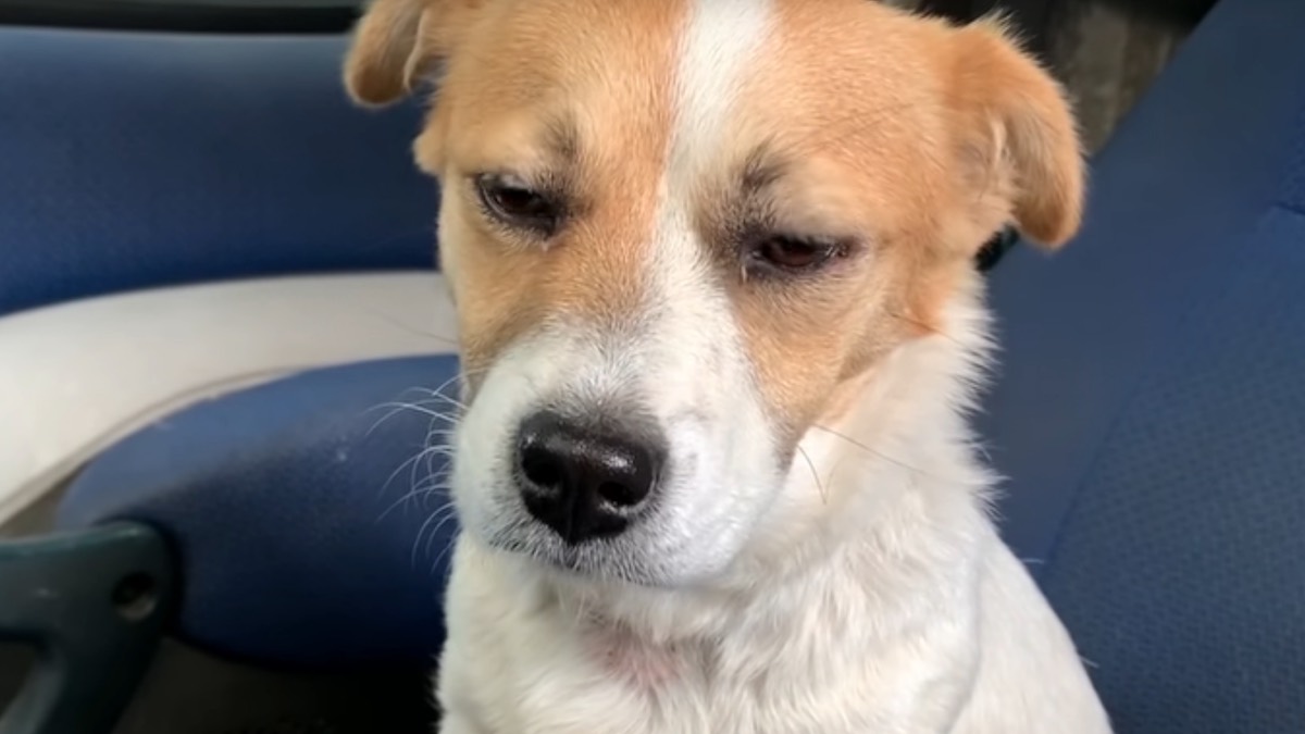 La cagnolina abbandonata Lucy trova una famiglia