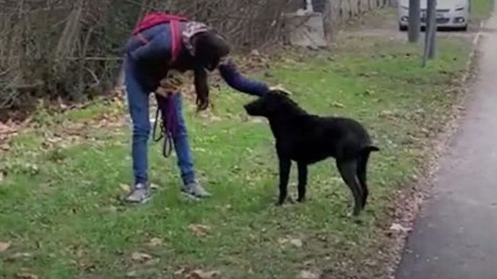 Il cane Lycos protagonista di una storia commovente