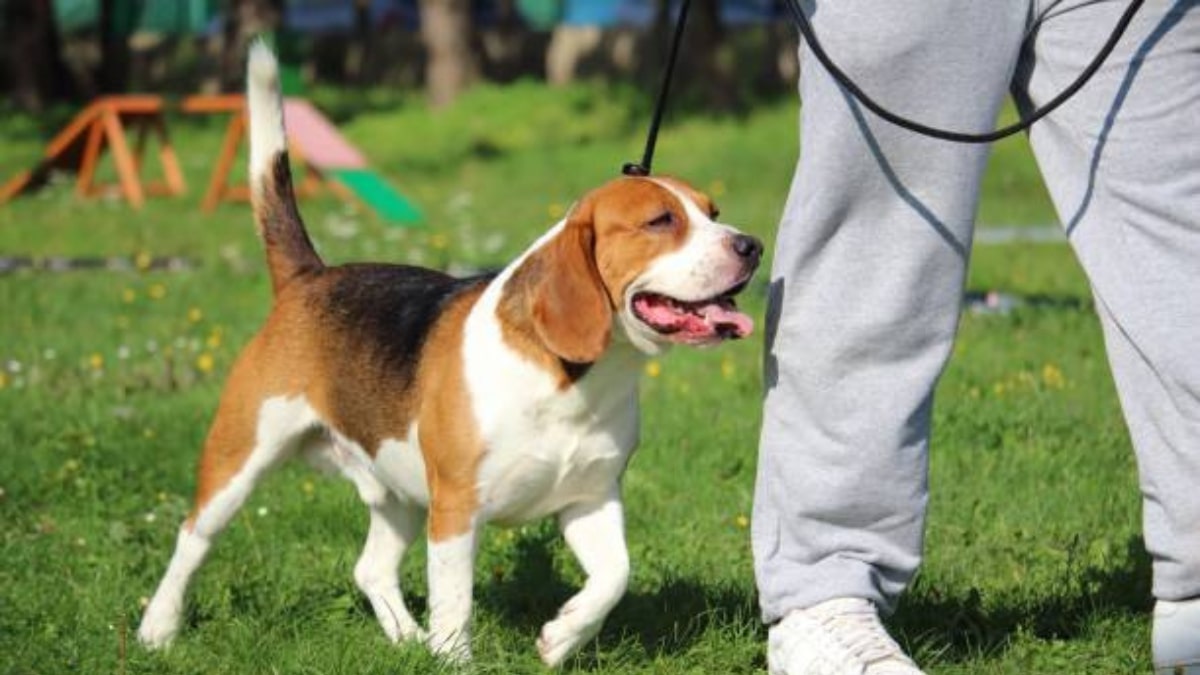 Malattie trasmissibili dal cane all'uomo