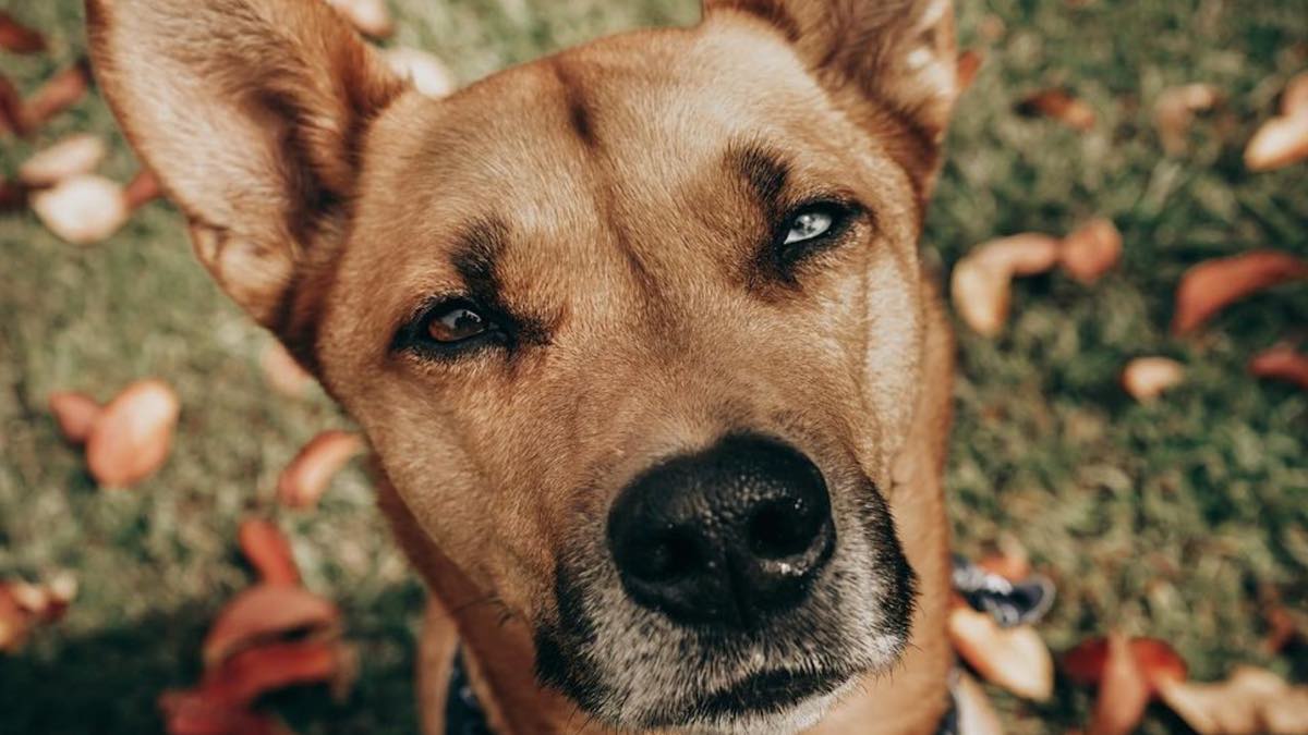 Il cagnolino Ozzie continua a lottare