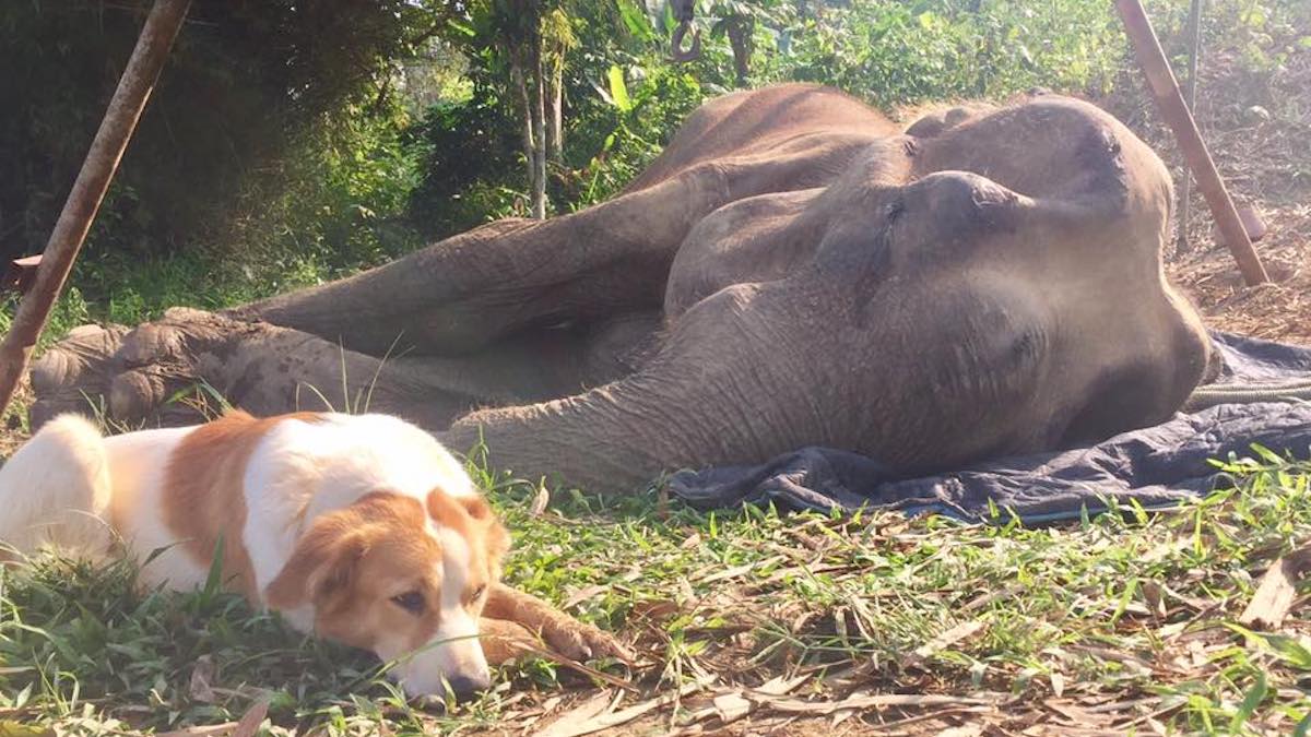 Il cagnolino Pancake e Boon Thong