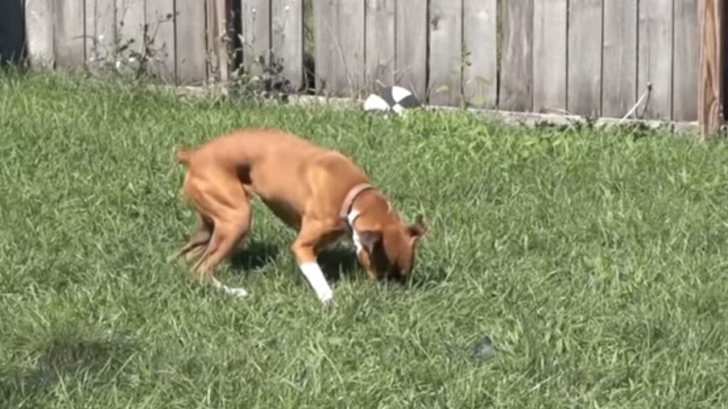 La cagnolona Penny accanto alla bimba scomparsa