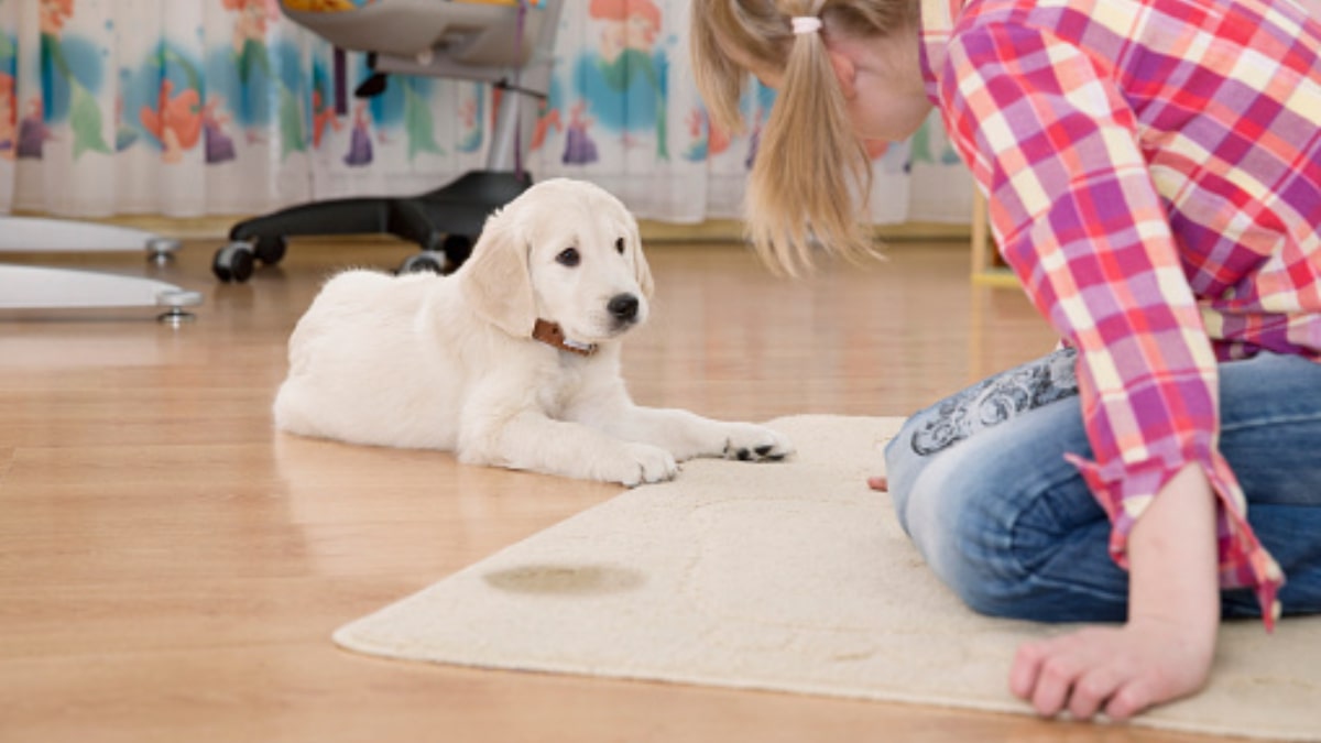 Motivi per il quale il cane fa la pipì in casa