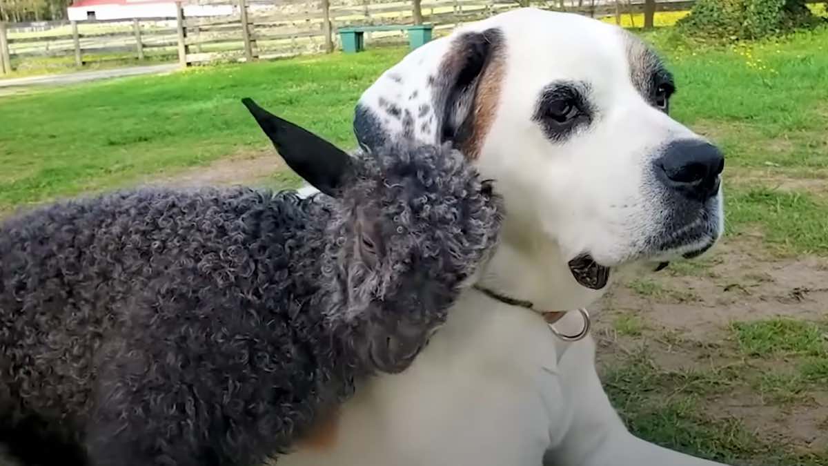 La pecorella Pisa e il cagnolone Colton