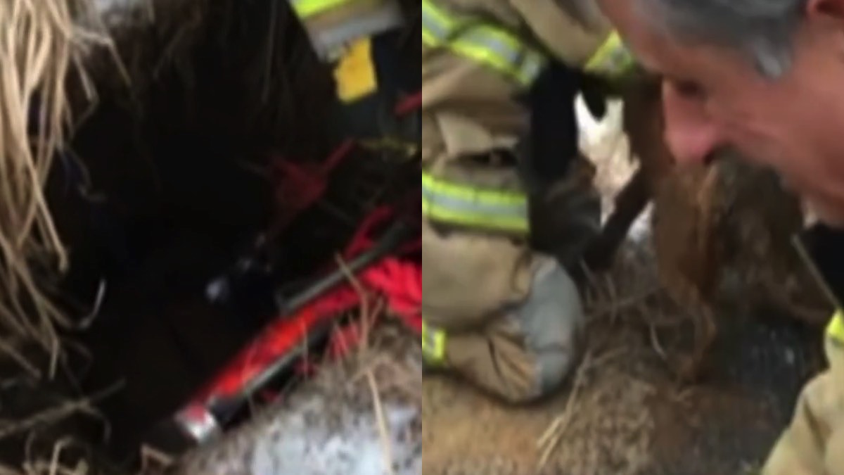 La cagnolina Skye caduta nel pozzo