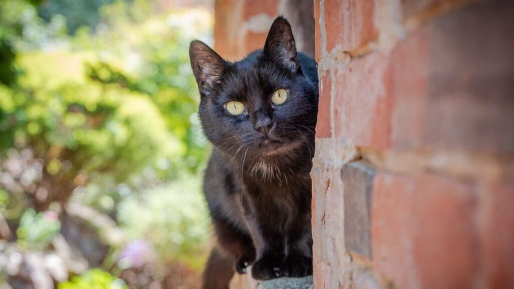 Il gatto Willow in giro per il mondo