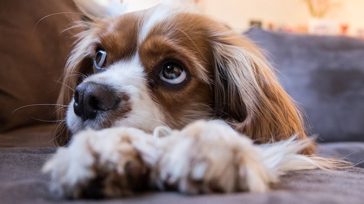 L'abbraccio e il comportamento del cane