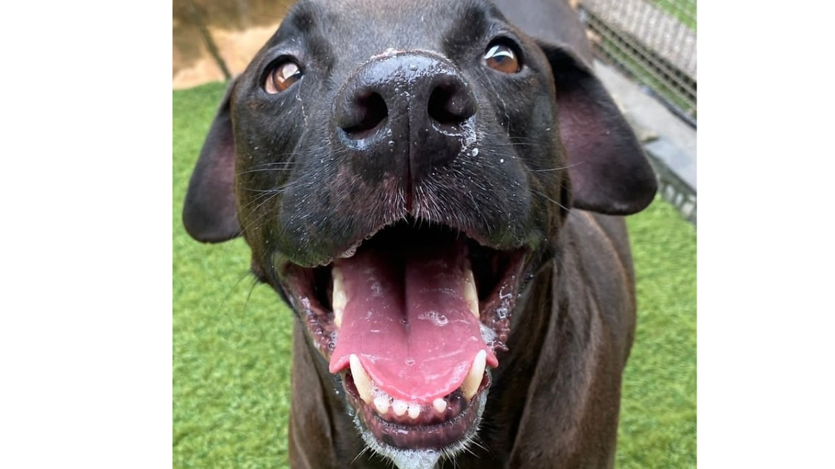 Perchè il cane ha un alito cattivo e come eviatre