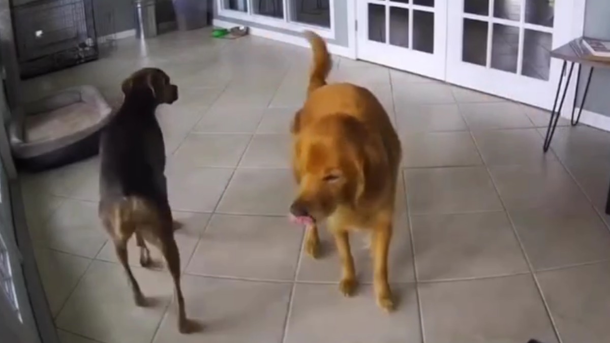 Una scena di amicizia tra cani