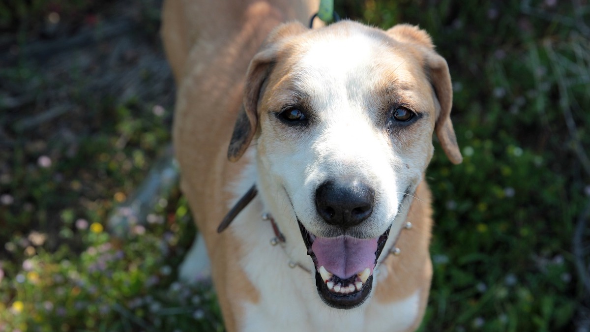 Eliminare i baccelli spinosi nelle zampe del cane