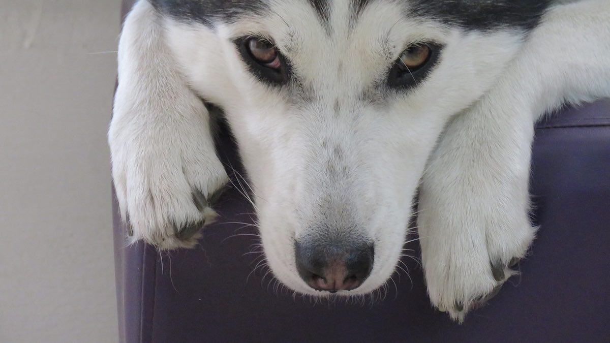 Si possono tagliare i baffi del cane?