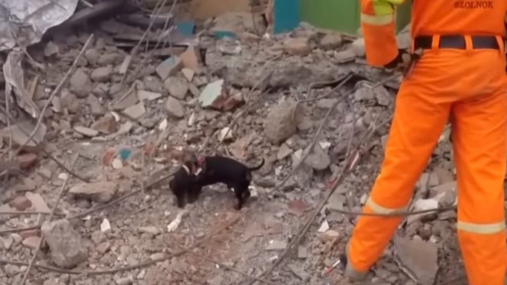 Il cagnolino Smile impegnato nel soccorso