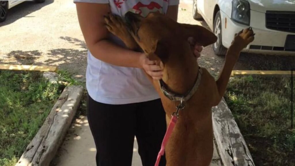 cagnolina ha nuova vita