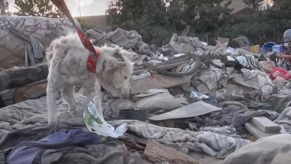 Un cagnolino salvato dall'abbandono in discarica