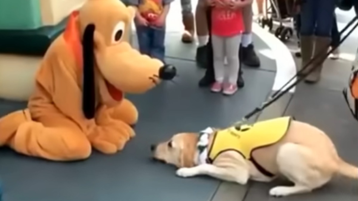 Il cagnolino si emoziona quando vede Pluto