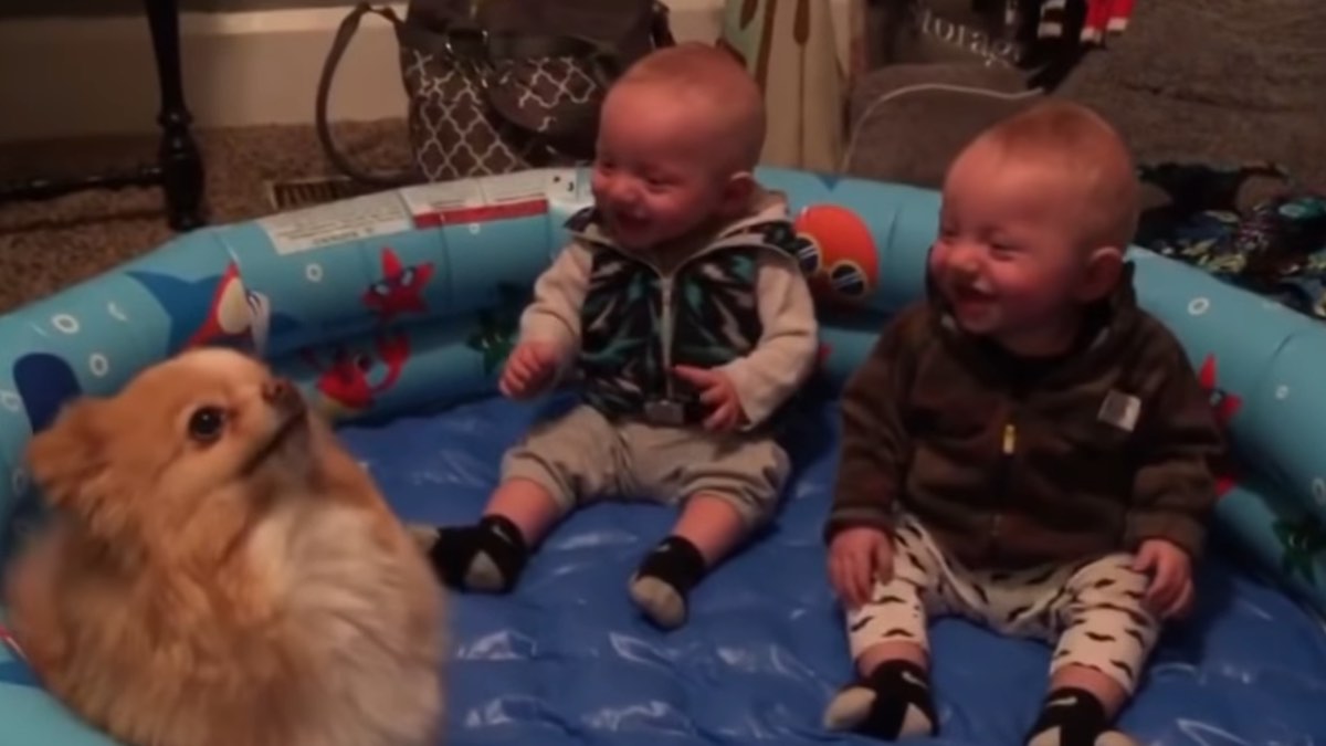 Il cagnolino e i due gemelli