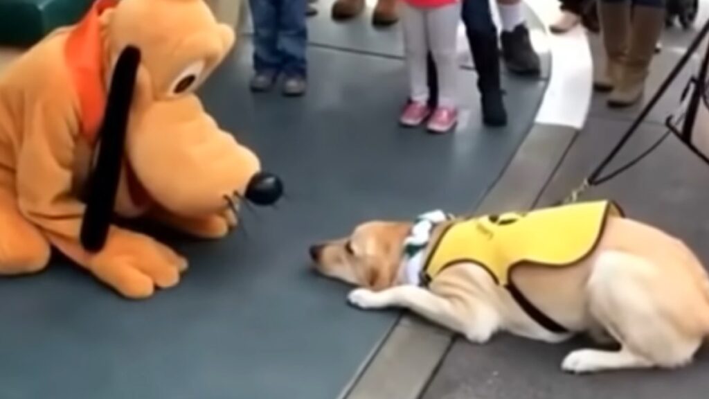 Il cagnolino emozionato alla vista di Pluto