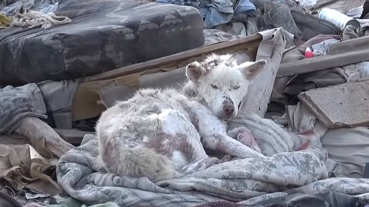 Un cane è stato abbandonato in discarica