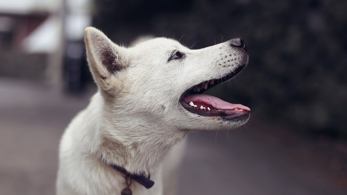 Cosa significa se il cane alza il muso