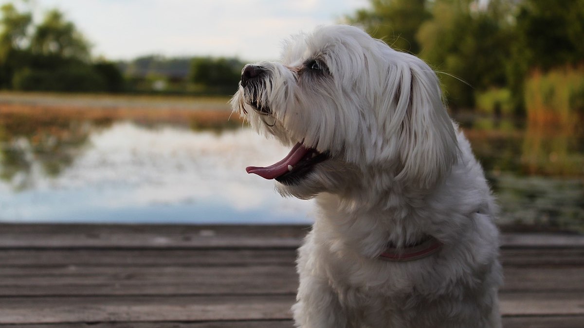 Quanta acqua deve bere un cane