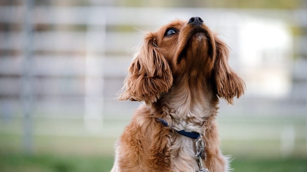 Cosa significa se il cane abbaia