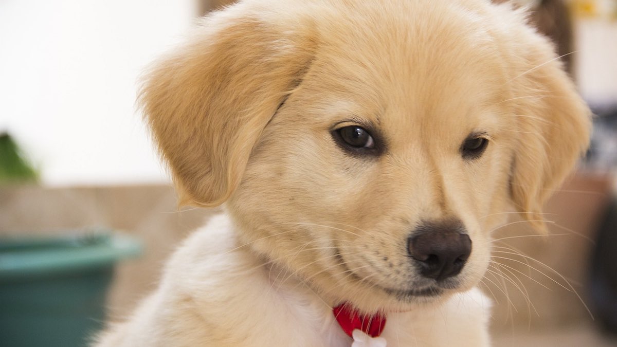 Come capire se il cane ci vuole bene