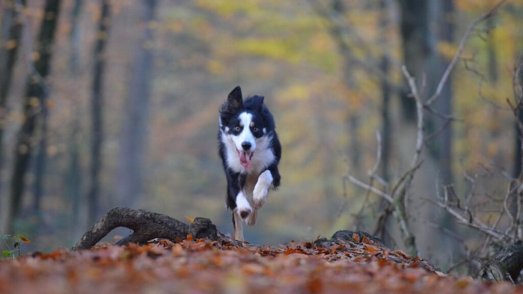 Un cane che corre con la zampa alzata