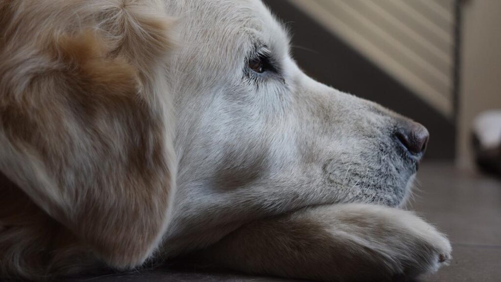 Insegnare al cane a stare da solo a casa