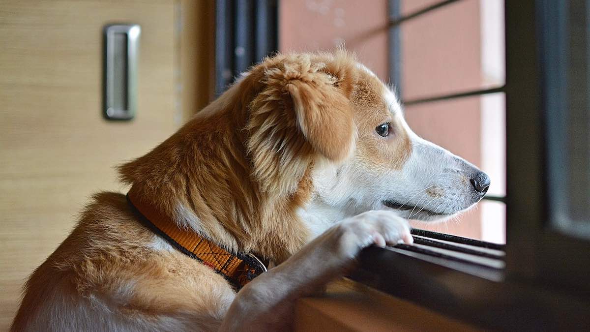 Un cane da solo a casa