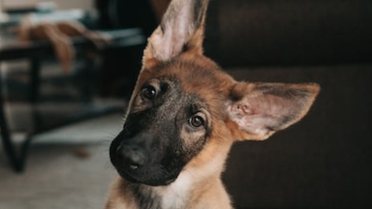 Perchè il cane è disorientato?