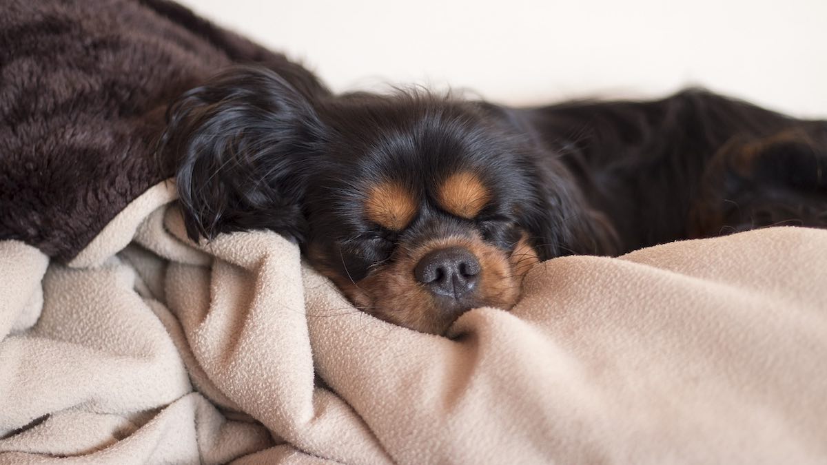 Il cane che dorme con la coperta