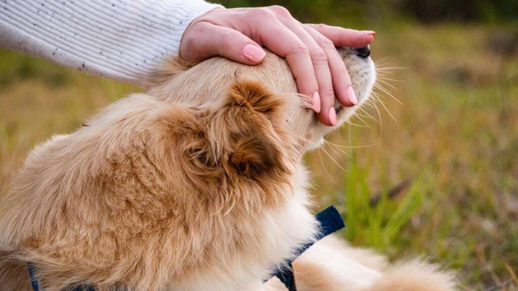 Il cane ci dimostra il suo affetto