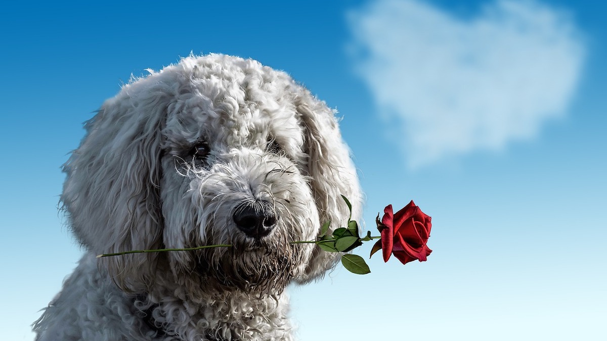 Il cane mostra il suo affetto