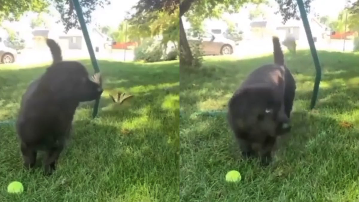 Il cagnolino e la farfalla