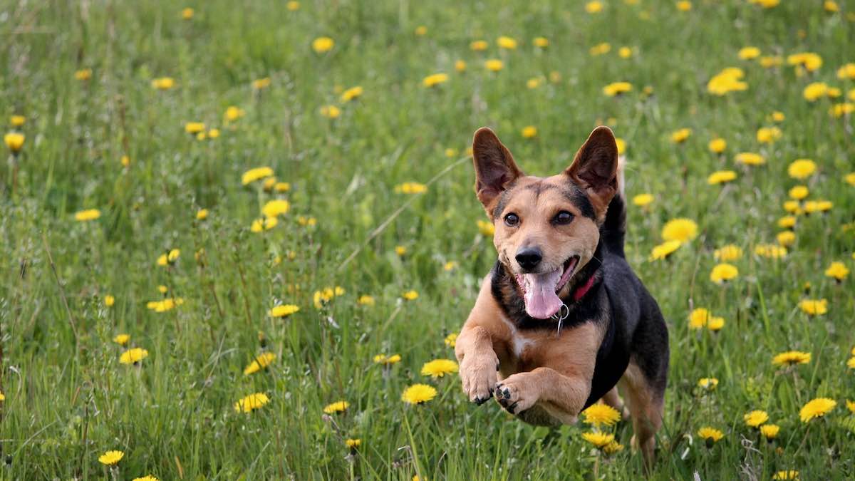 Il cane può mangiare i fiori?