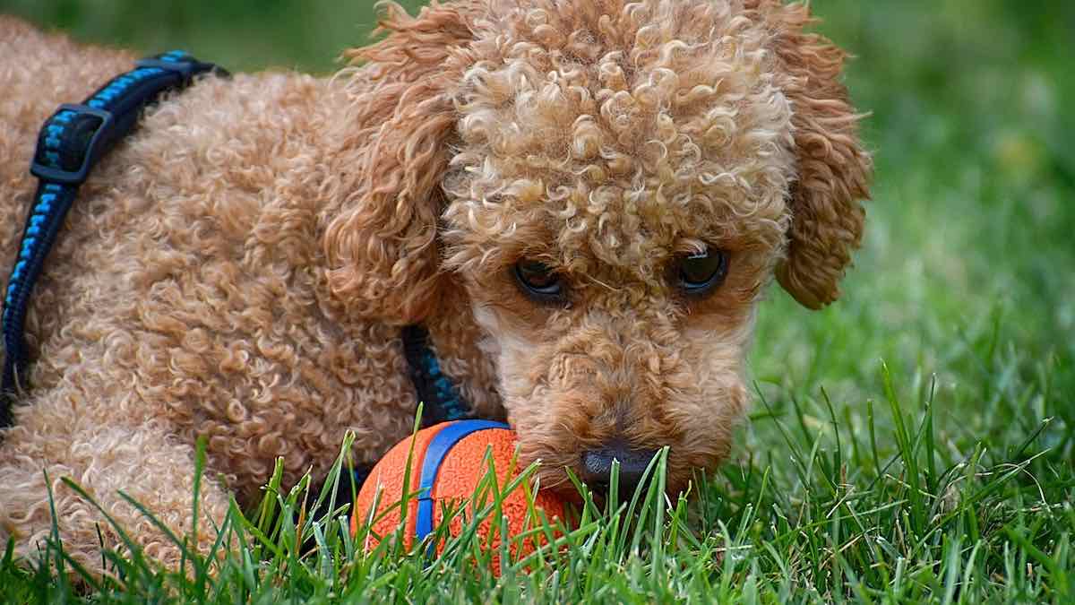 Il cane e i giochi