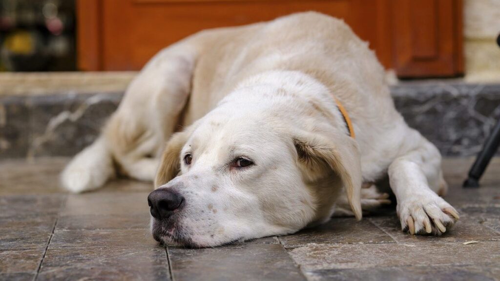 Il cane ha mangiato un pezzo di plastica