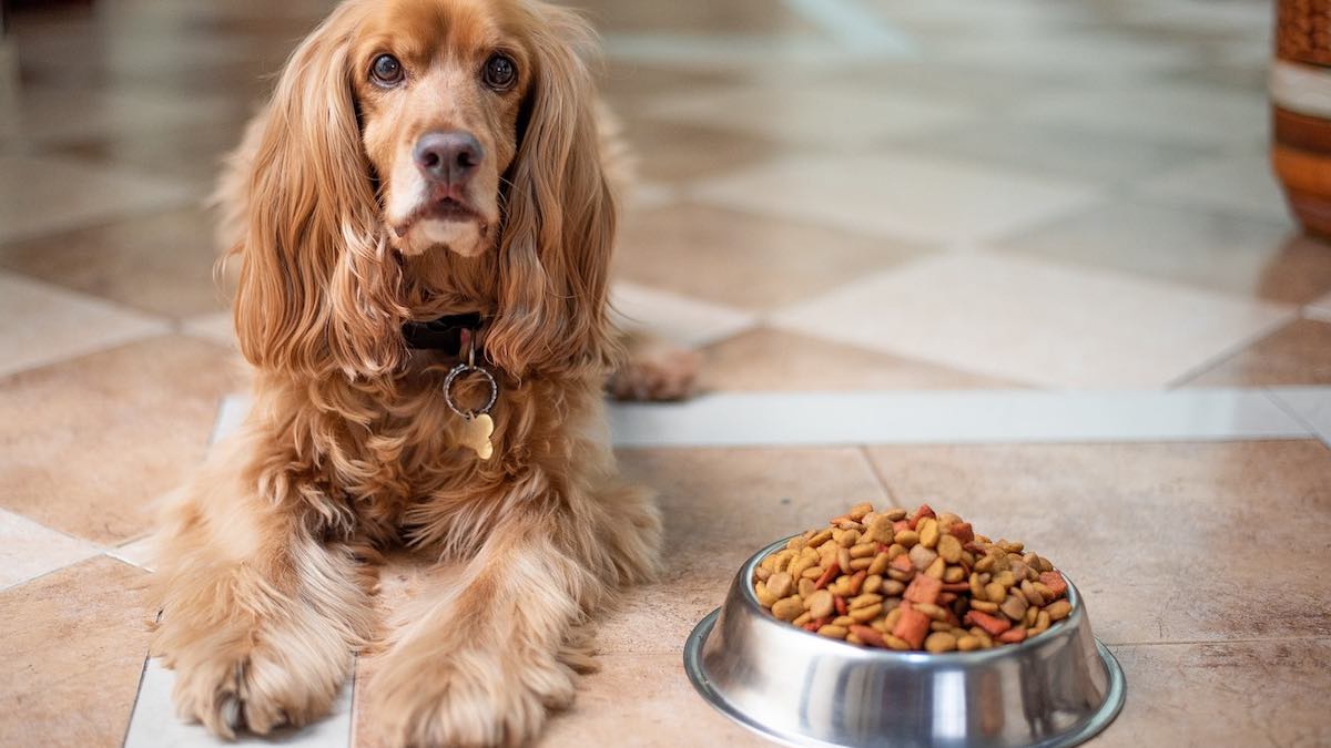 Perché il cane gioca con il cibo