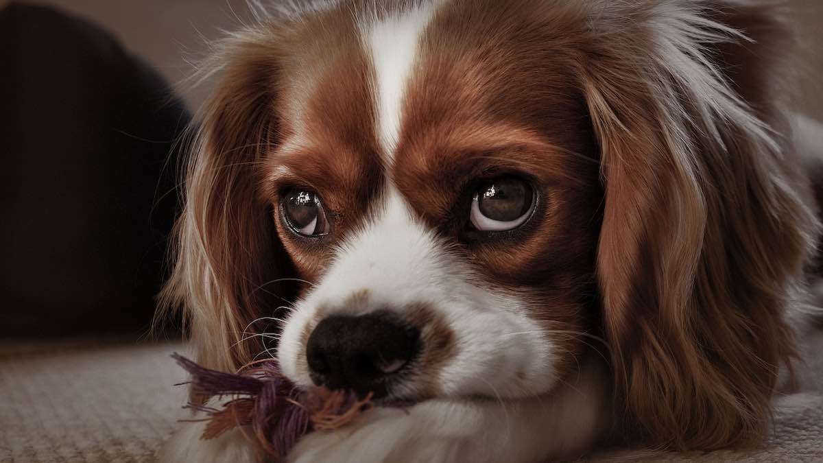 Cosa fare se il cane ha mangiato una banana con la buccia