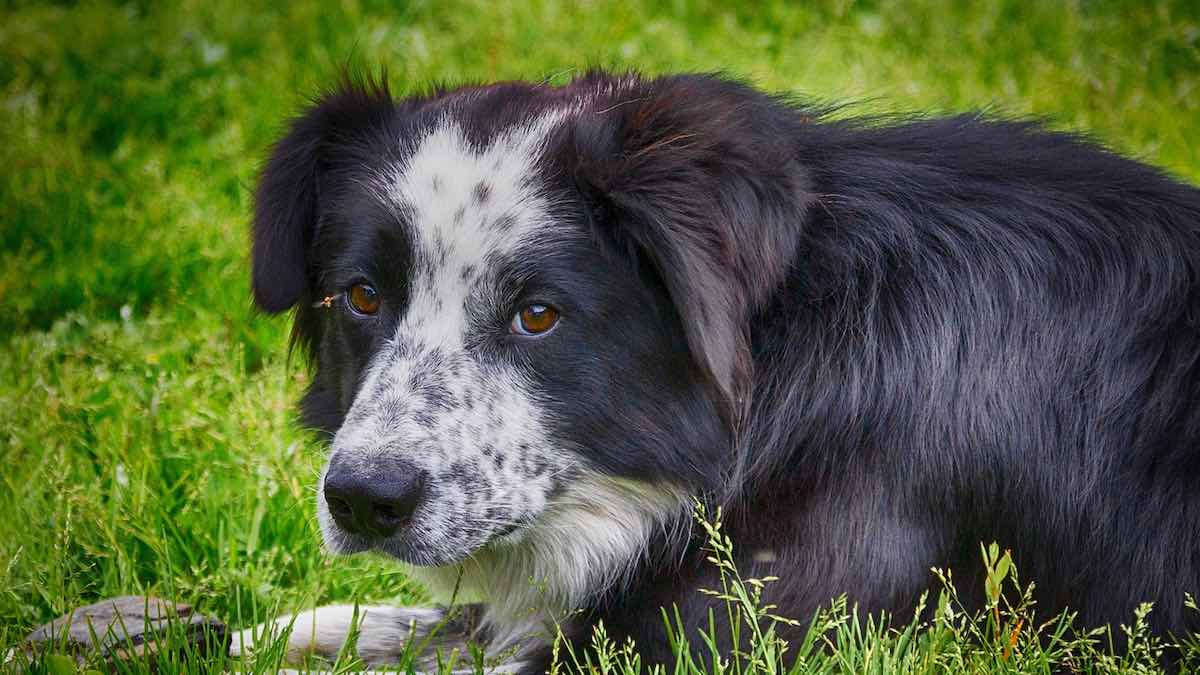 Cosa fare se il cane ha mangiato un nocciolo di pesca